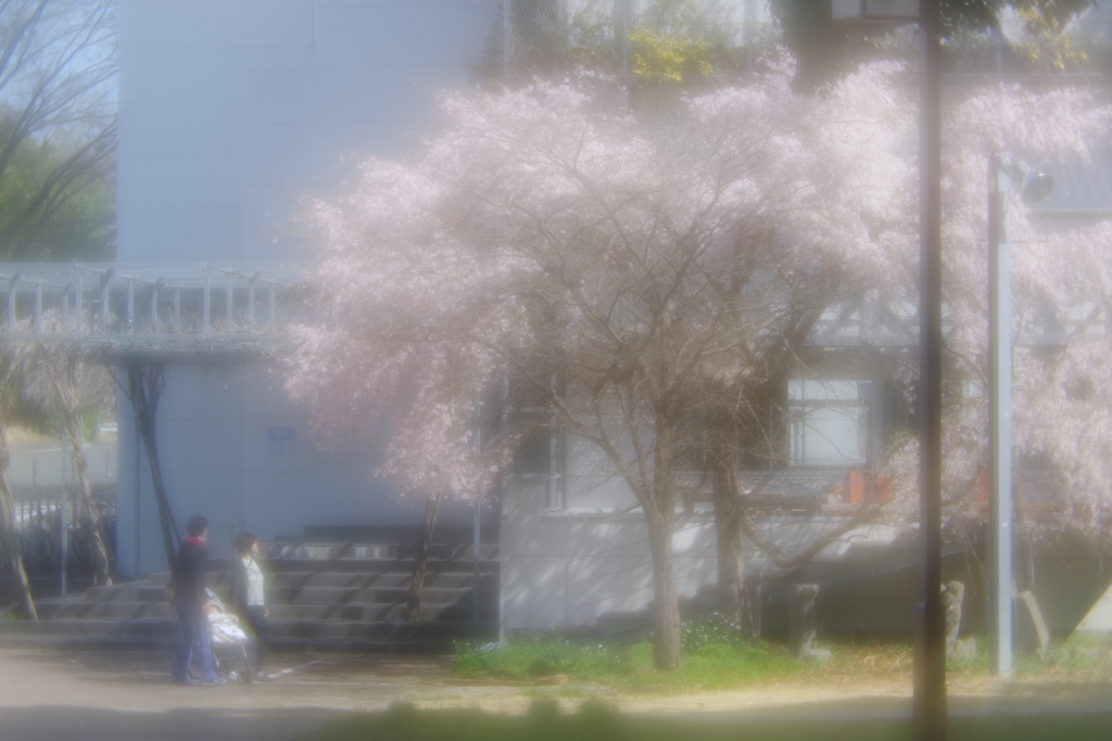 試し撮り pentax smc 85mm f2.2 soft focus