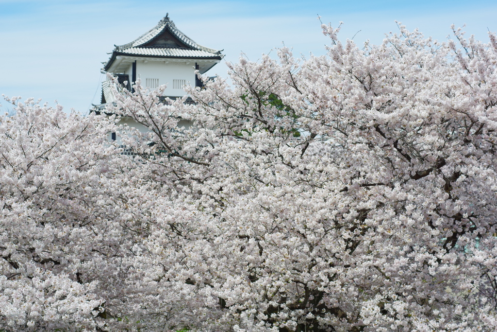 金沢城跡 桜散歩 5000円のレンズで撮ってみる (3)