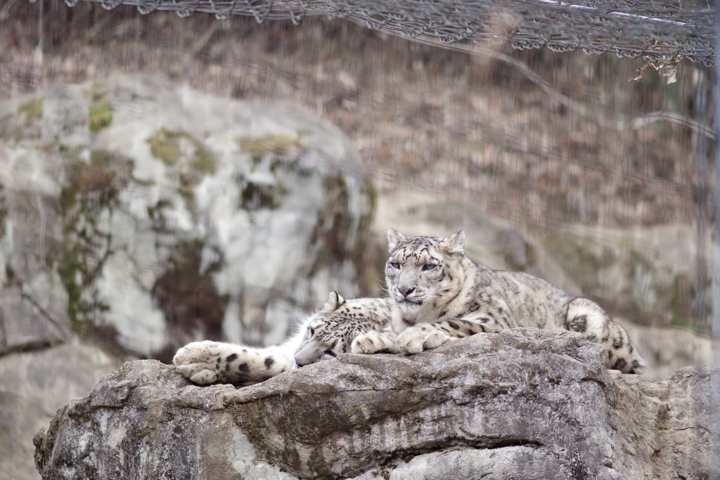 多摩動物公園 ユキヒョウの兄弟？親子？