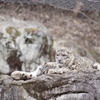 多摩動物公園 ユキヒョウの兄弟？親子？