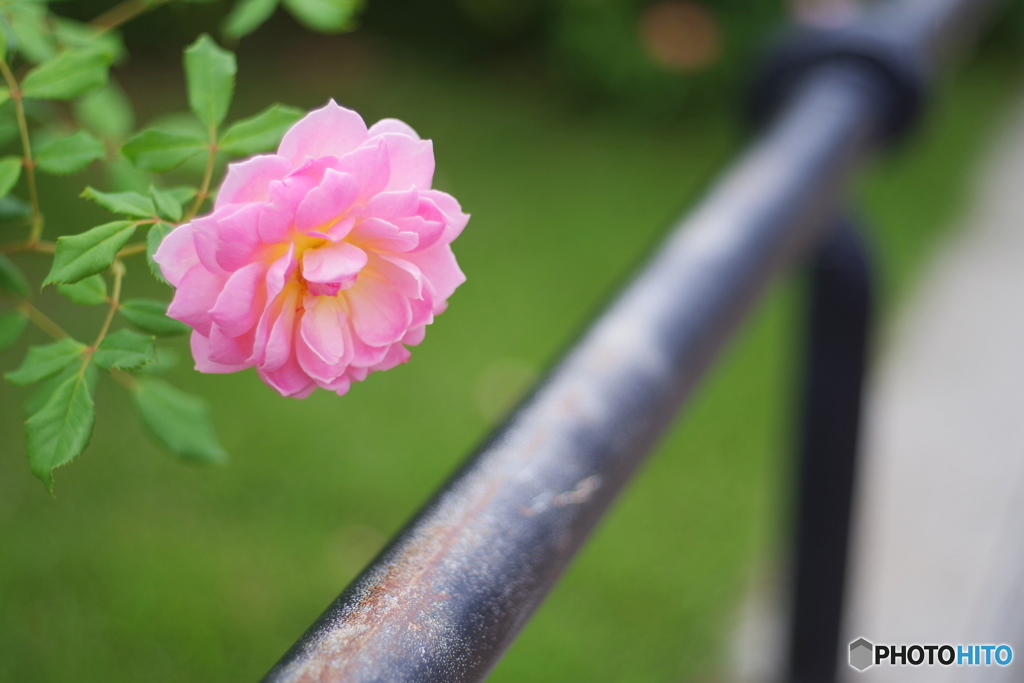 みなとみらい散歩　ペトリ50mmf1.7