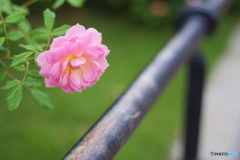 みなとみらい散歩　ペトリ50mmf1.7