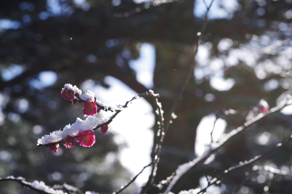 雪の兼六園 梅と雪と光3