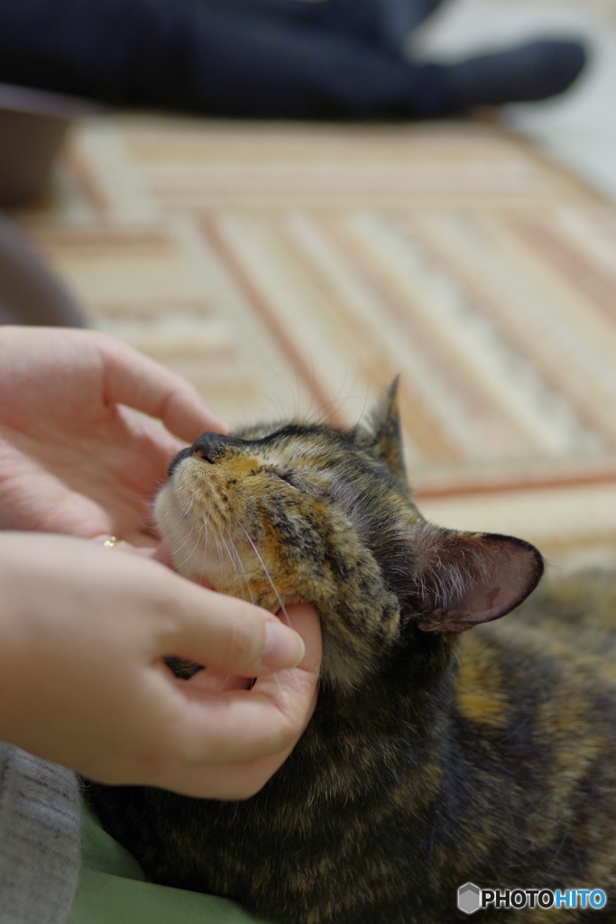 猫カフェ＠川崎