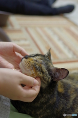 猫カフェ＠川崎