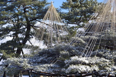 雪の兼六園 雪つりと雪が美しいです