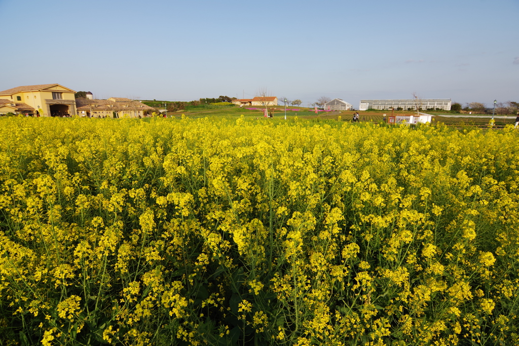ソレイユの丘 夕暮れの菜の花