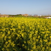 ソレイユの丘 夕暮れの菜の花