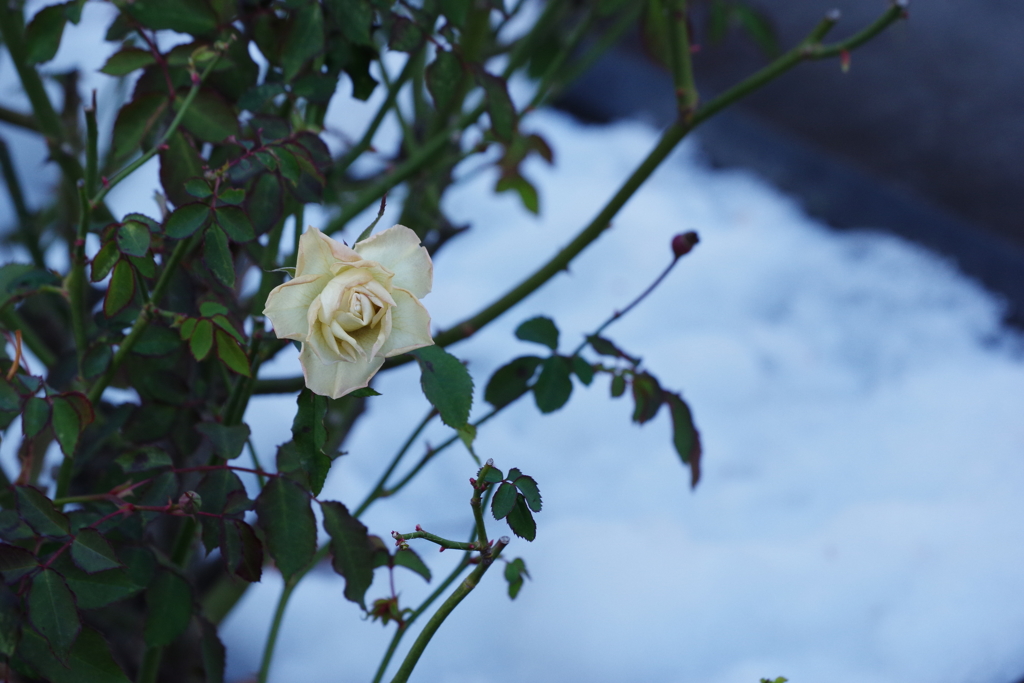 雪と薔薇