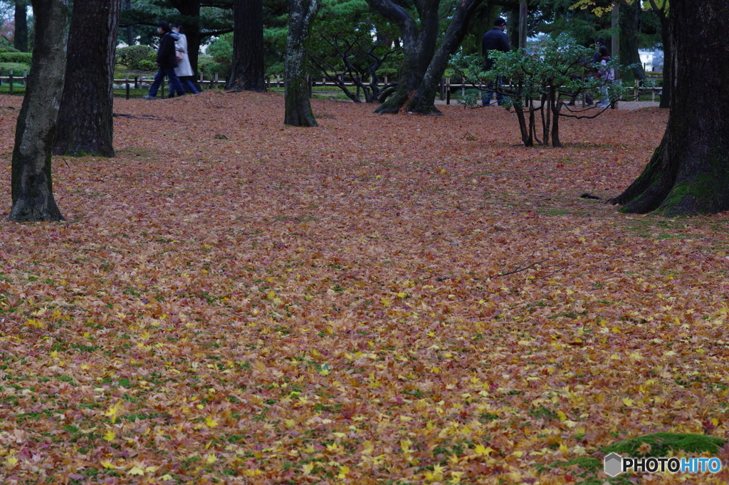 雨に濡れる晩秋の兼六園 (12)