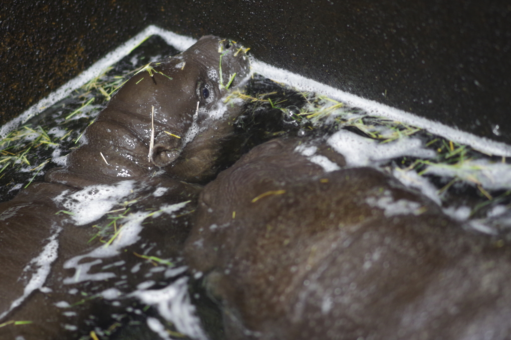 暖冬のいしかわ動物園 コビトカバの赤ちゃん