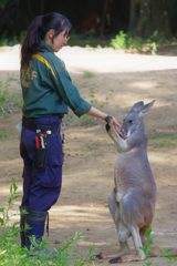 ズ－ラシア カンガルー　手でホールドしてしっかり食べる