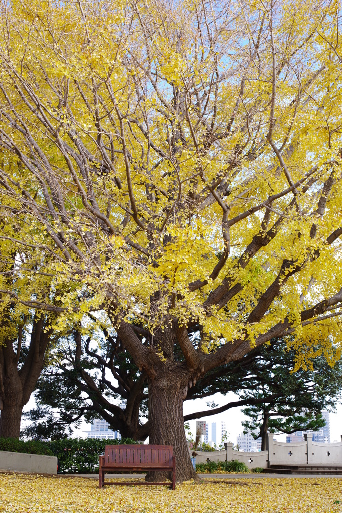西洋館 紅葉