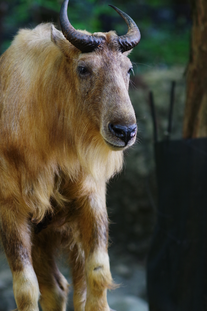夕方のズ－ラシア 穏やかな表情のゴールデンターキン