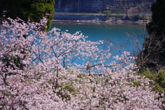 桜ときれいな海