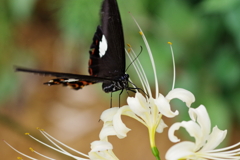 白い彼岸花と黒いモンキアゲハ5