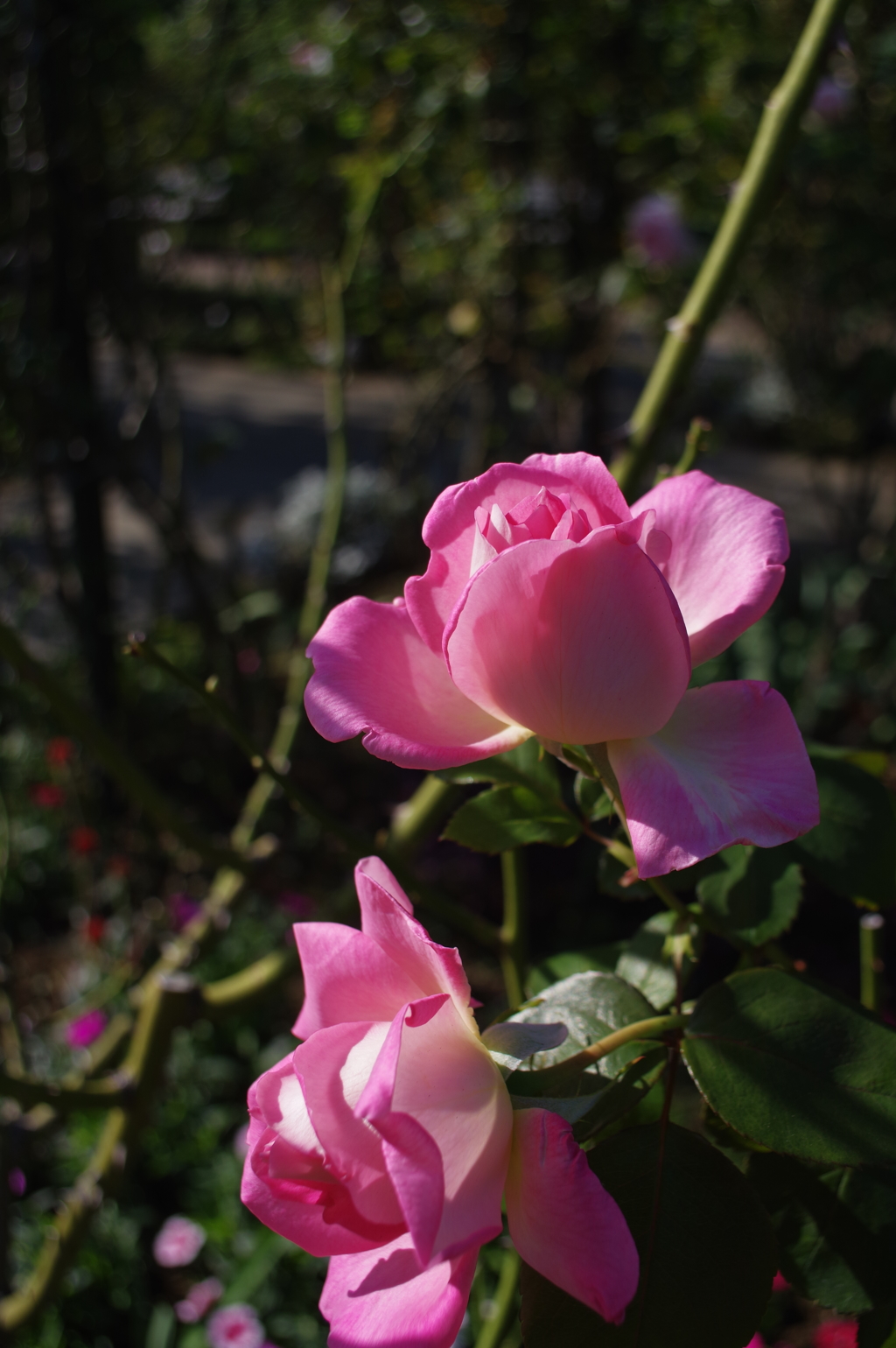 cosina 20mm f3.5で西洋館をぶらぶら 薔薇