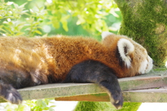 いしかわ動物園 レッサーパンダ　だら～～