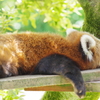 いしかわ動物園 レッサーパンダ　だら～～