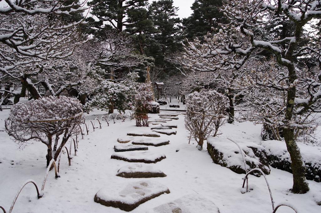 雪の兼六園 雪道