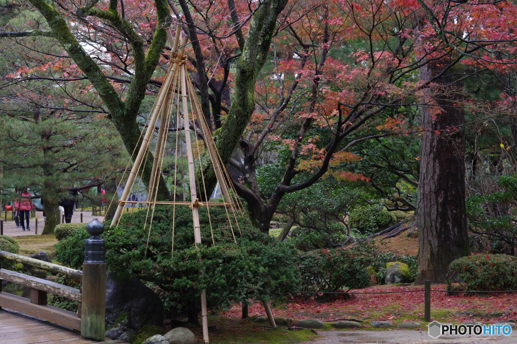 雨に濡れる晩秋の兼六園 (11)