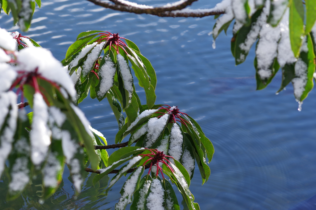 雪の兼六園 (10)