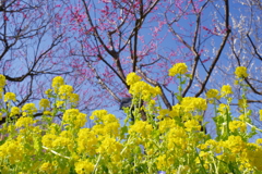 富山植物公園 菜の花と梅 下からあおって