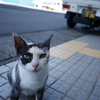 長崎観光　池島へ移動　フェリーまで猫と遊ぶ4
