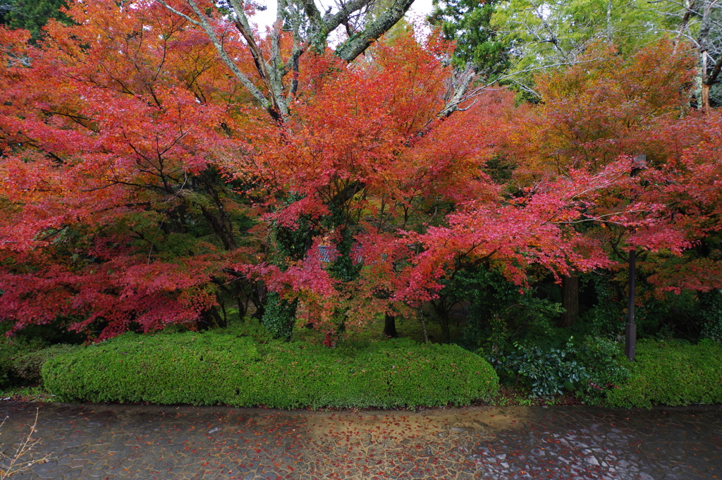 那谷寺 紅葉 (74)