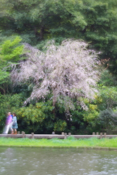 soft focusレンズで三渓園 桜と歩いている人たち