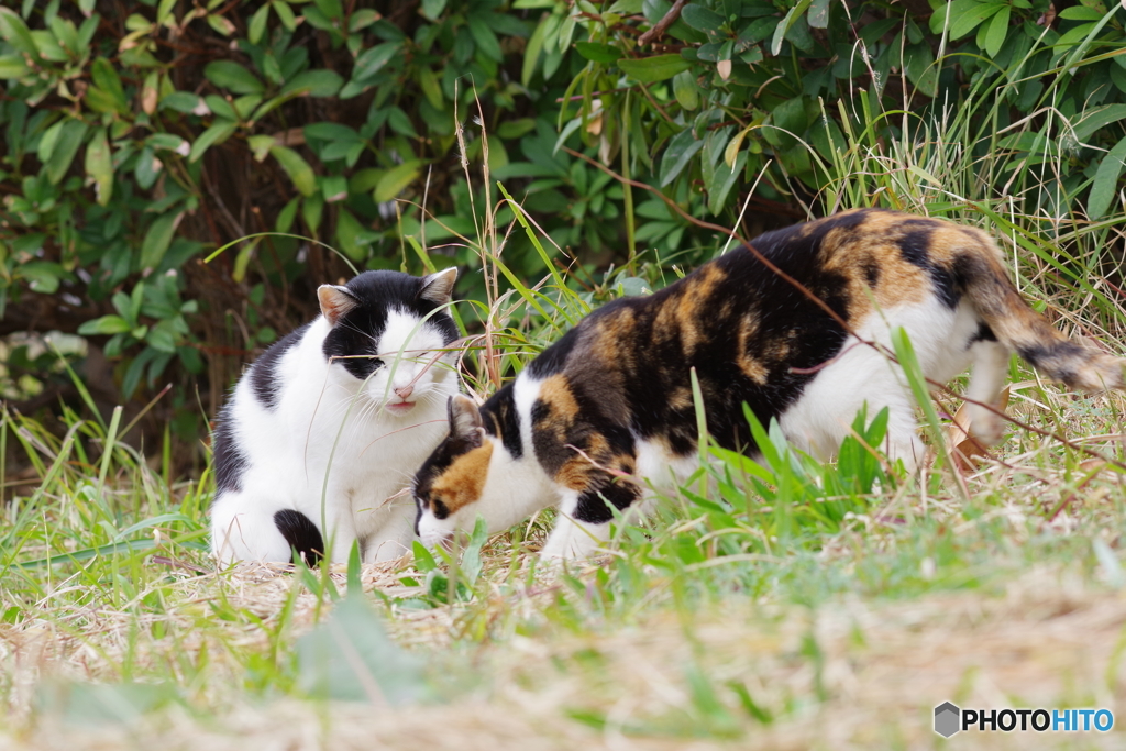 大井町ふ頭中央海浜公園　野良猫撮り (2)