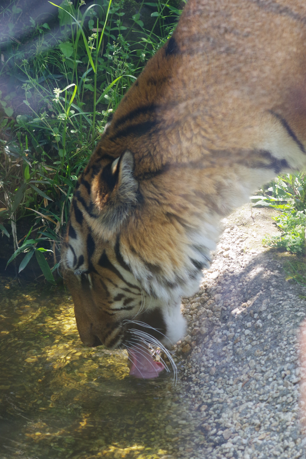 いしかわ動物園 この日は暑かった