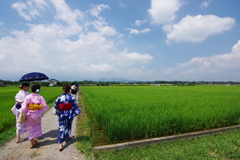 座間市ひまわり 浴衣と田んぼと青空　日本の夏