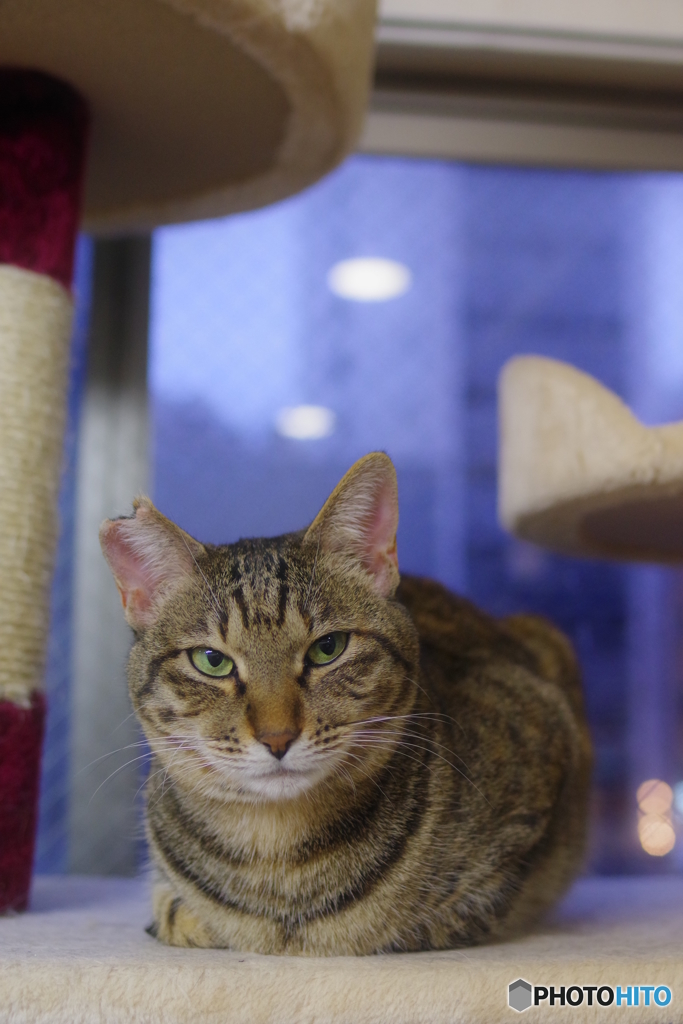 猫カフェ(4)