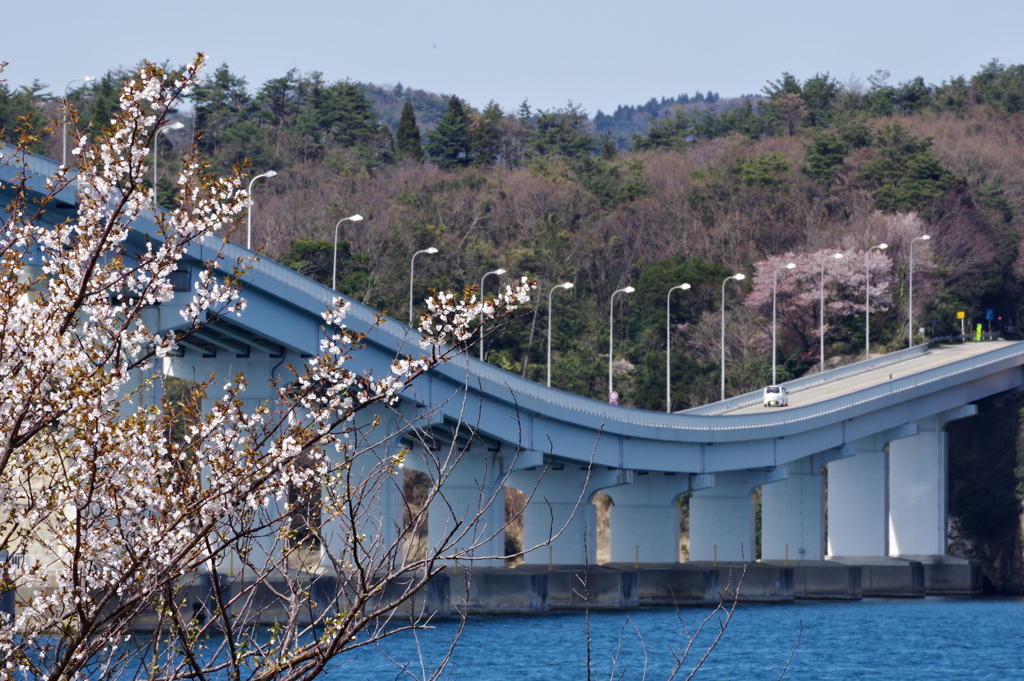 能登島への橋と桜