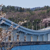能登島への橋と桜