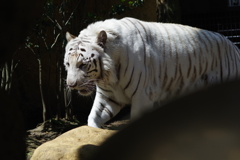 いしかわ動物園 かっこいいホワイトタイガー