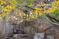 紅葉とニホンカモシカ