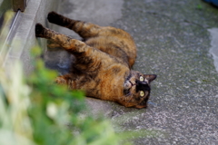 今日のノラ猫さん 18　壁に立つ猫