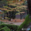 雨に濡れる晩秋の兼六園 (19)