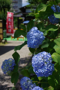 大宰府天満宮　ぶらぶら