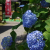 大宰府天満宮　ぶらぶら