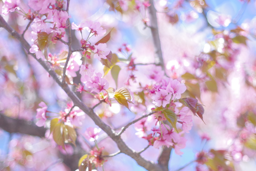 オールドレンズで散歩　桜をふわふわに