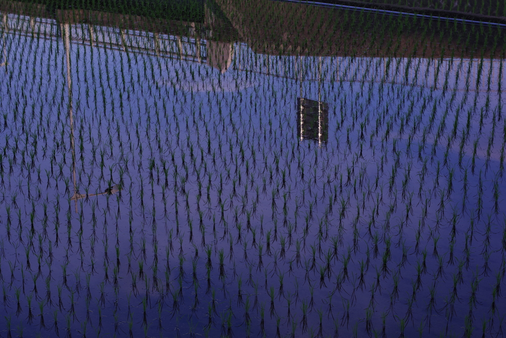 早朝のお散歩 (1)