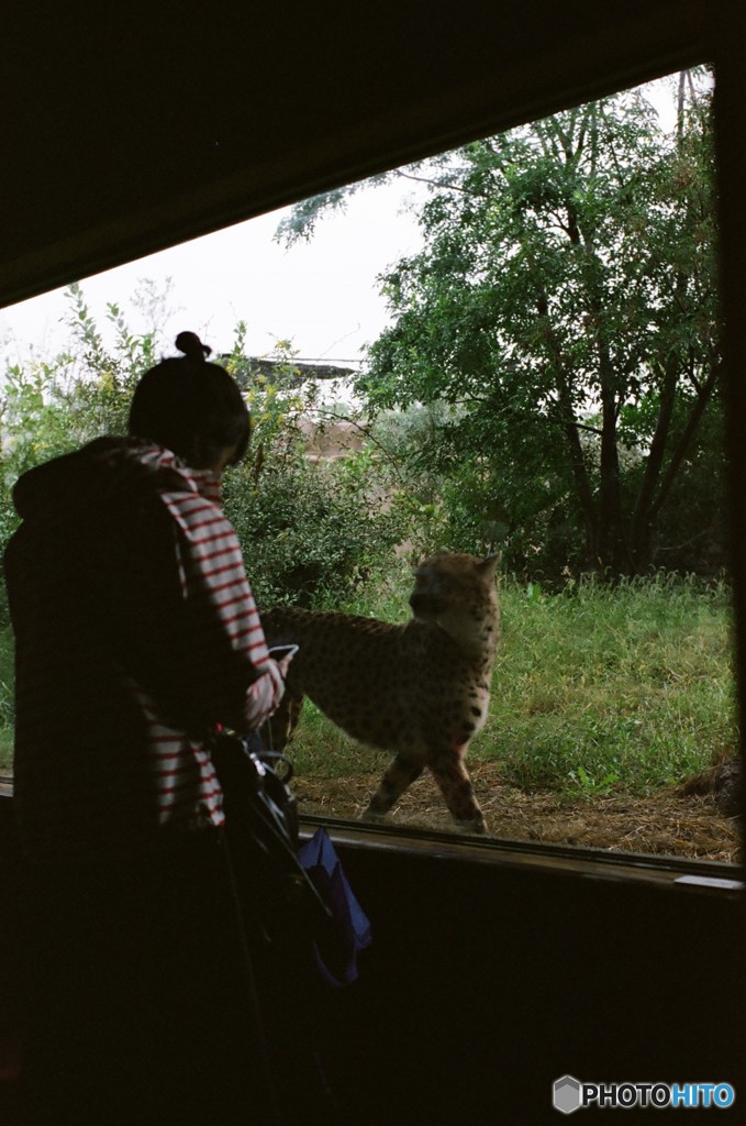 チーターと人間 (フィルム)