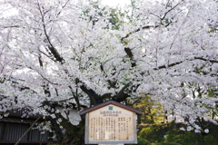 弘前さくら祭り 日本最古のソメイヨシノ