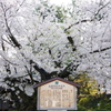 弘前さくら祭り 日本最古のソメイヨシノ
