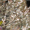 兼六園 梅林 (51)