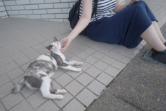 長崎 池島観光 フェリーまで猫と遊ぶ　至福の表情