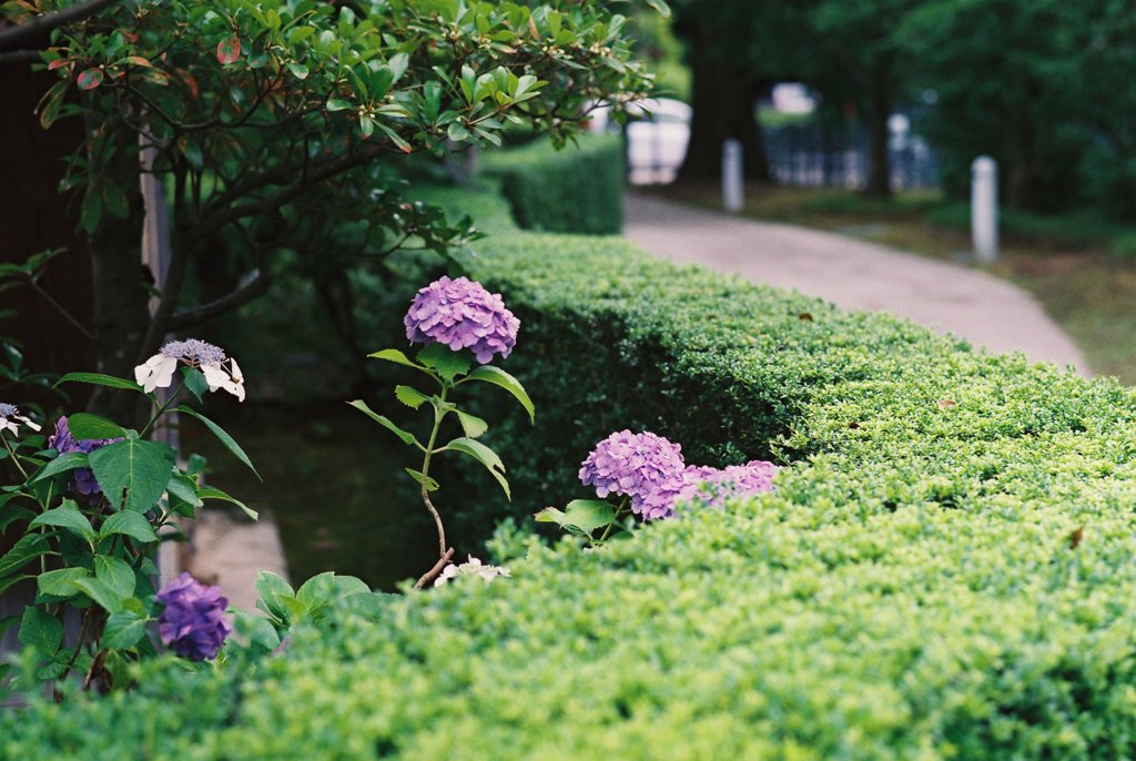 フィルムカメラで金沢ぶらぶら　一輪の紫陽花